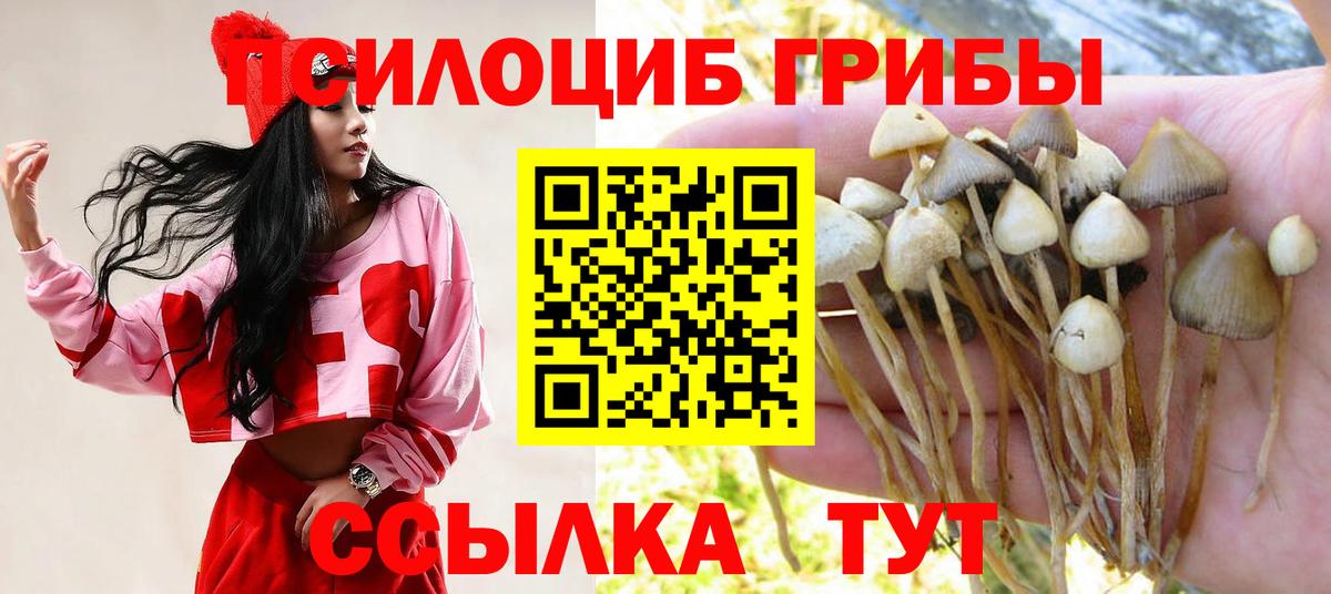 Галлюциногенные грибы Psilocybine cubensis Кандалакша